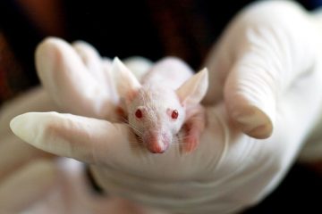 Animal Testing In The Cosmetic Industry