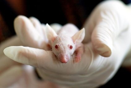Animal Testing In The Cosmetic Industry